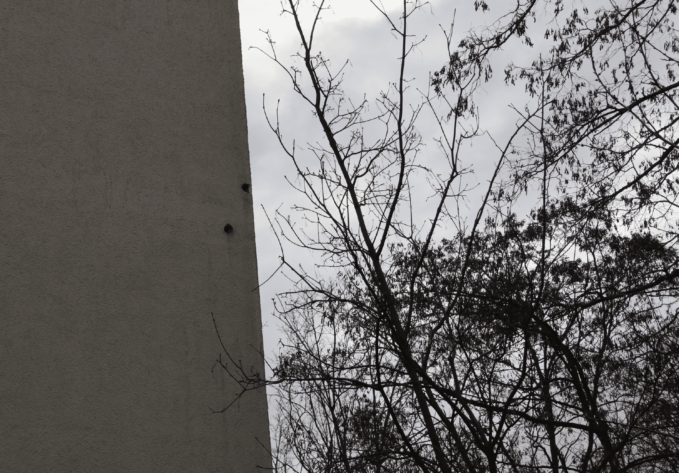 Hier haben Spechte die Wand durchlöchert - gut zu erkennen ist die Unterputzleiste